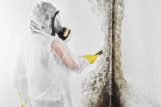 Best Mold Testing and Inspection Services in Philippi, WV