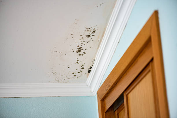 Best White Mold Remediation in Philippi, WV
