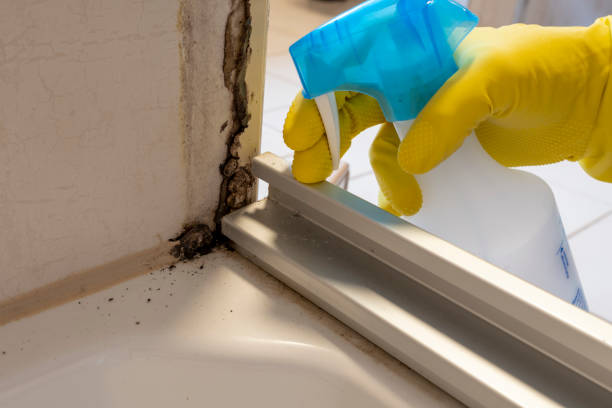 Best DIY Mold Remediation Support Services in Philippi, WV