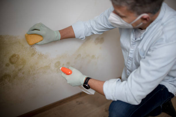 Best Post-Flood Mold Remediation in Philippi, WV